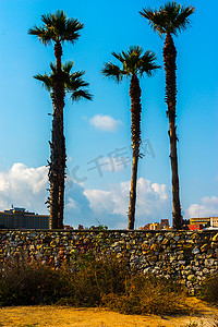 绿色大叶子摄影照片_海滩上美丽的棕榈树，异国情调的植物象征着假期，炎热的一天，大叶子