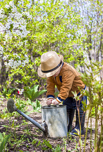 戴着帽子和橡胶靴的可爱蹒跚学步的小男孩正在花园里用喷壶给植物浇水。