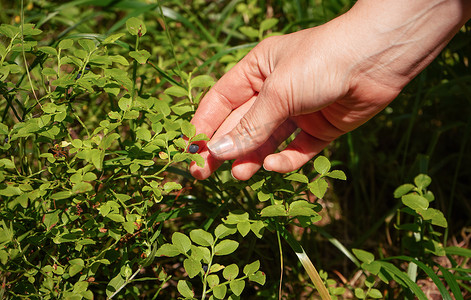 从森林中阳光照耀的灌木中手工采摘单个蓝莓，特写细节