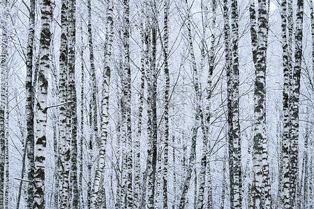 冬日降雪后的白桦林。