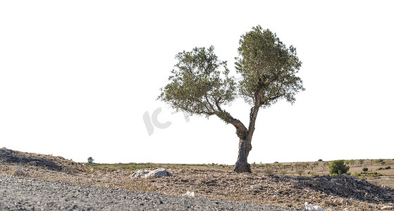 孤立的橄榄树