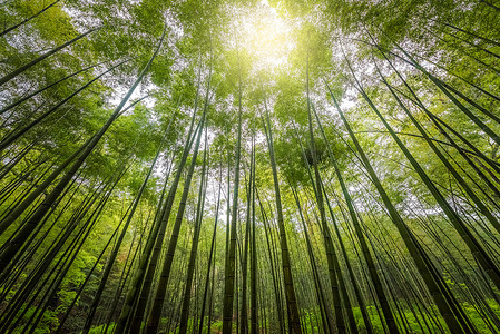 低角竹树，蓝天班布，阳光明媚的日子红树林中竹树的低角