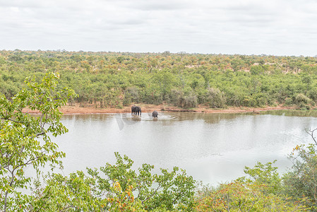 党员先锋岗摄影照片_先锋大坝中的非洲象 Loxodonta africana