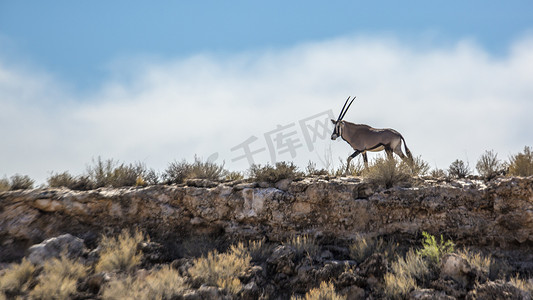 南非 Kgalagadi 跨境公园的南非大羚羊