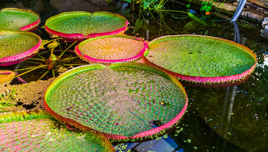 绿色大叶子摄影照片_维多利亚朗伍德杂交品种、亚马逊和 cruziana 品种的大叶子特写，来自美国的流行热带水生植物