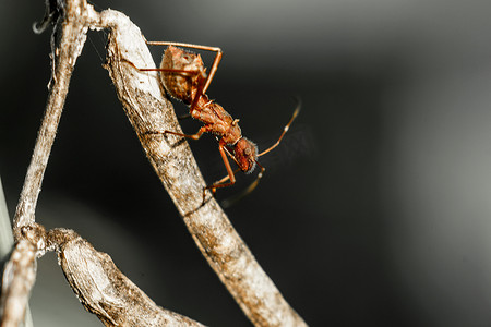 观察蚂蚁摄影照片_走在树枝上的红蚂蚁