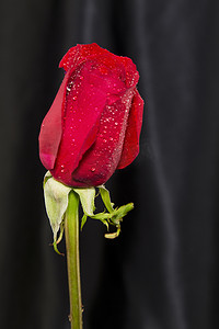 黑色缎面衬托的红玫瑰