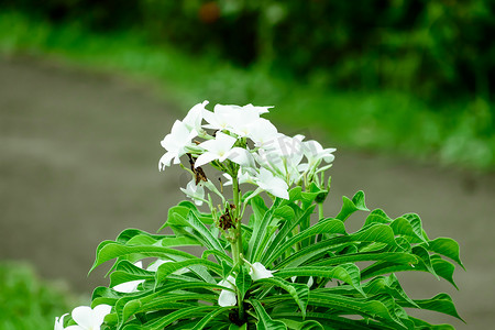 乳白色的塔加尔花卉植物。 