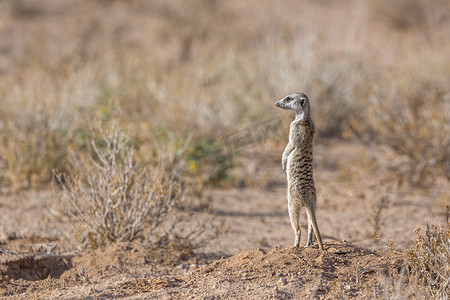 南非 Kgalagadi 跨境公园的猫鼬