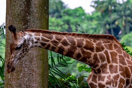 亚洲某处动物园里长颈鹿的头和长脖子的特写照片