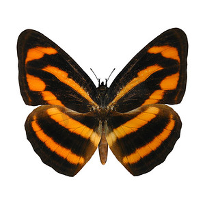 缅甸拉斯卡蝴蝶