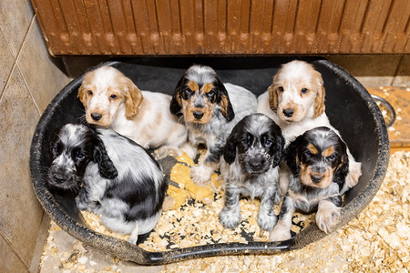 小型纯种英国可卡犬幼犬