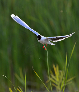 飞翔的黑头鸥 (Larus ridibundus) 的正面 飞翔的黑头鸥 (Larus ridibundus) 的正面
