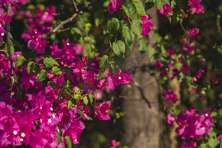 长在树上摄影照片_长在树上的美丽的粉红色花朵。
