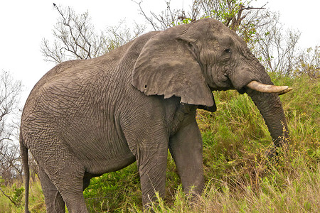 大象，克鲁格国家公园，南非