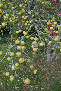 金色苹果树摄影照片_在法国菲尼斯特雷的布列塔尼乡村漫步