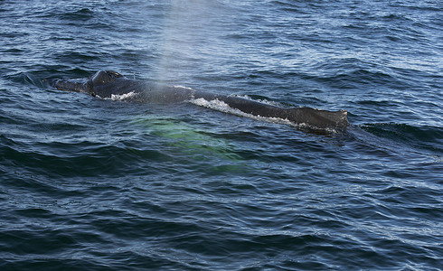 座头鲸在大西洋