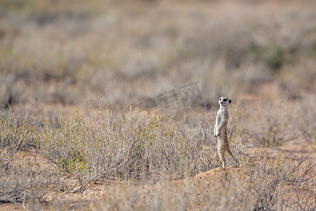 跨境主图摄影照片_南非 Kgalagadi 跨境公园的猫鼬