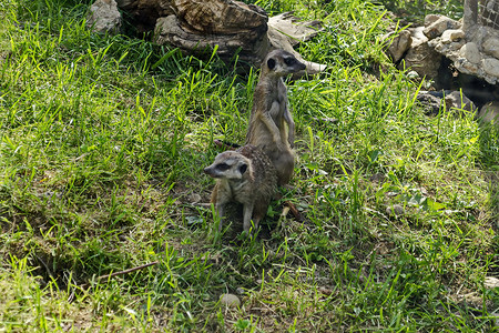 梅果摄影照片_两只猫鼬、猫鼬或 Suricata suricatta namaquensis 在草地上放松，看起来好奇