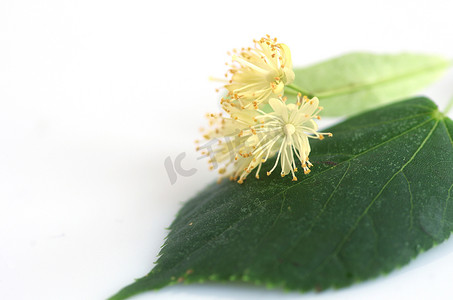檀香木摄影照片_白色背景中的椴树花
