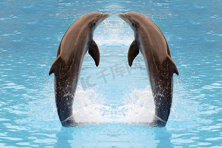 海豚双胞胎