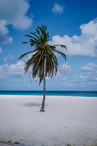 阿鲁巴鹰海滩海岸线上的 Divi 潜水树