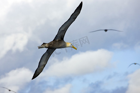 挥动的翅膀摄影照片_在飞行中挥动的信天翁 - 加拉帕戈斯群岛