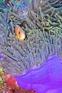 Blackfinned Anemonefish，壮丽的海葵，南阿里环礁，马尔代夫
