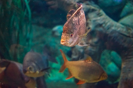 大型水族馆中的海鱼和其他物种的鱼