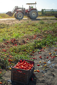 农耕采摘摄影照片_在板条箱中手动采摘西红柿。