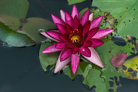 池塘里美丽的睡莲或莲花。
