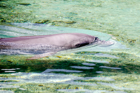 漂浮在绿松石盐水湖，法属波利尼西亚的海豚