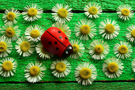 绿板上的瓢虫和花朵