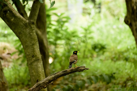 引进摄影照片_在杂食性林地环境的森林树枝中发现的普通八哥或印度八哥（鹭科八哥鸟科的八哥）。 