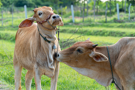 牧场上的棕色母牛正在帮助清洁另一头母牛的皮毛，选择性聚焦柔焦。
