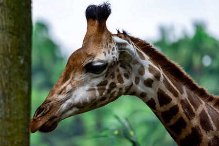 长颈鹿 camelopardalis 长颈鹿头在亚洲某处动物园的特写照片