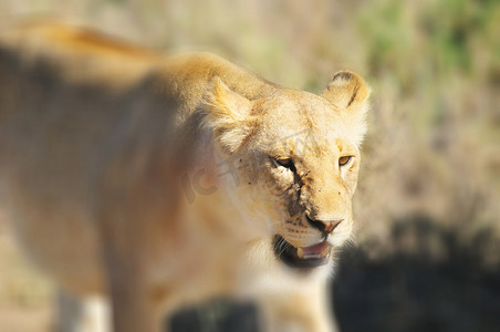 狮子是豹属四大猫科动物之一