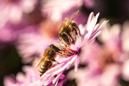 星紫色背景摄影照片_两只蜜蜂坐在花园里的星爆冰厂 Delosperma floribunda 上。