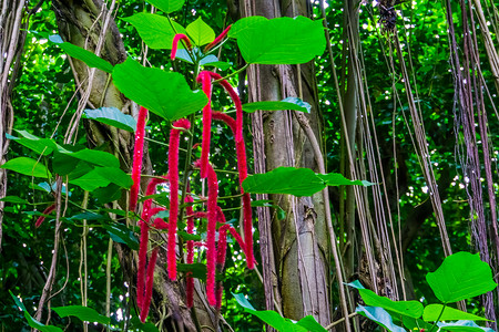 带有红色柳絮的雪尼尔植物的特写，来自亚洲的热带灌木