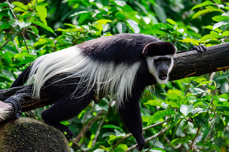 黑白疣猴疣猴在树上困倦和懒惰