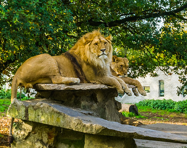 雄狮子摄影照片_雄狮和雌狮在岩石上的特写，狮子夫妇，来自非洲的野猫，处于弱势地位的动物