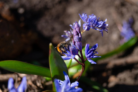 一只蜜蜂在春天花园里的蓝铃花上关闭。