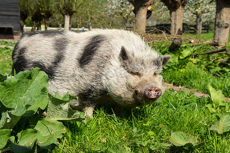 黑色的猪摄影照片_大腹便便的猪在农场的草地上行走