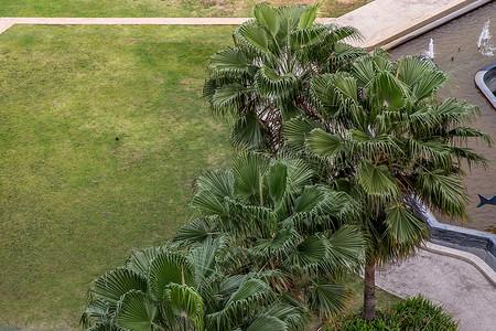 公寓中央花园带草坪和树木的休息区景观。