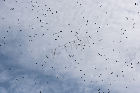 许多鸟儿飞翔