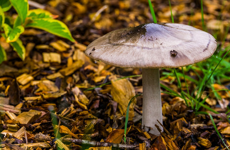 brittlegill mushroom specie，夏末和秋季在针叶林地中发现的真菌