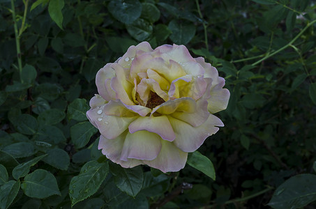 迎接照片摄影照片_在 Oborishte 区 Zaimov 自然公园迎接问候的树枝新鲜混合粉色和黄色玫瑰花的照片