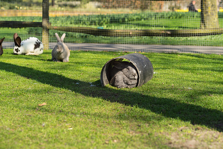花园草坪上避难管中的大兔子，背景是兔子