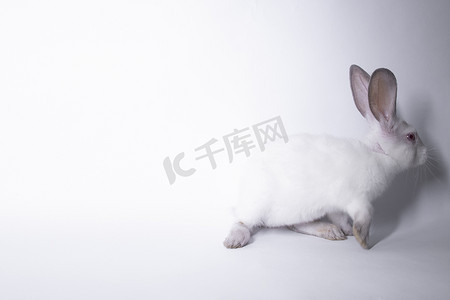 白色毛发摄影照片_白色背景上红眼睛的白色兔子。