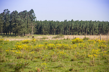 阿根廷乡村风景，绿黄花牛和溪流